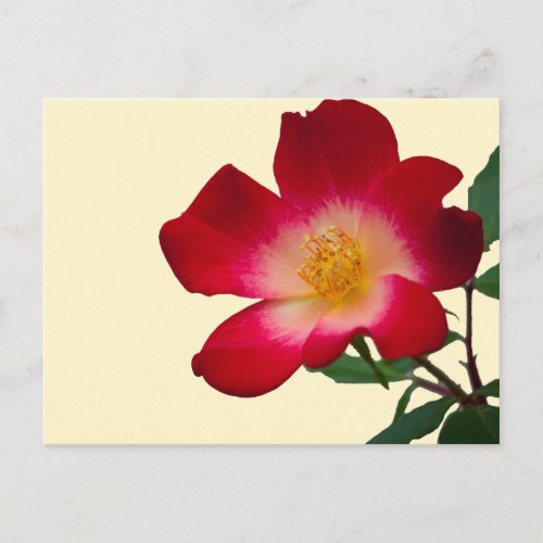 Romantic Pink Wild Rose Postcard