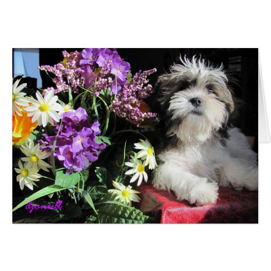 Romantic puppy surprise? cards (Front Horizontal)
