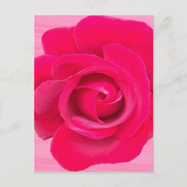 Romantic Red Pink Rose Postcard (Front)