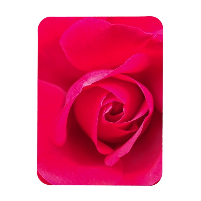 Romantic Red Pink Rose v2 Magnet (Vertical)