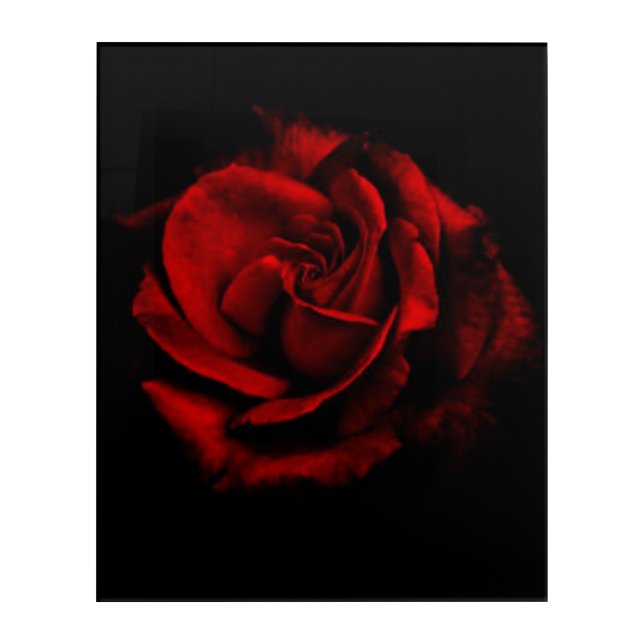 Romantic Red Rose Flower Black Wall Art (Front)