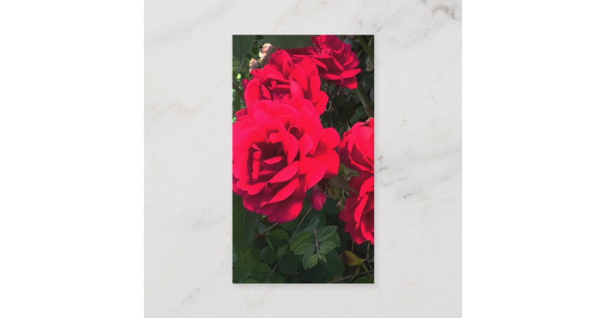 Romantic Red Rose Garden Rosery Enclosure Card | Zazzle