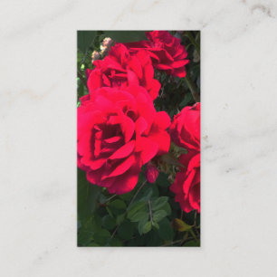 Romantic Red Rose Garden Rosery Enclosure Card