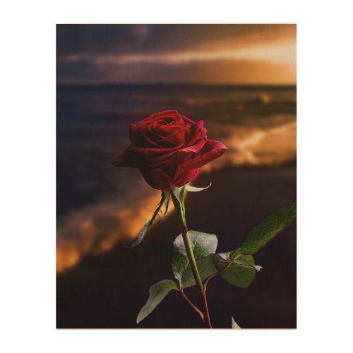 Romantic Red Rose on a Beach at Sunset Wood Wall Art