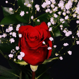 Romantic Red Rose Valentine's Card