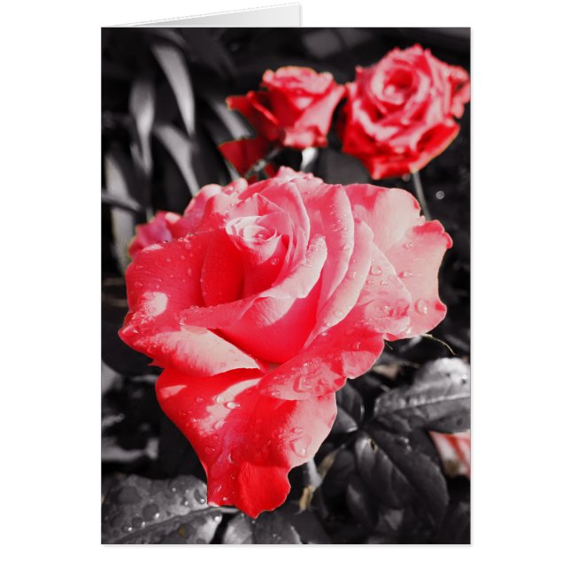 Romantic Red Roses Cards (Front)