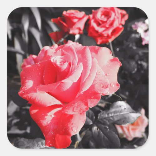 Romantic Red Roses Square Sticker