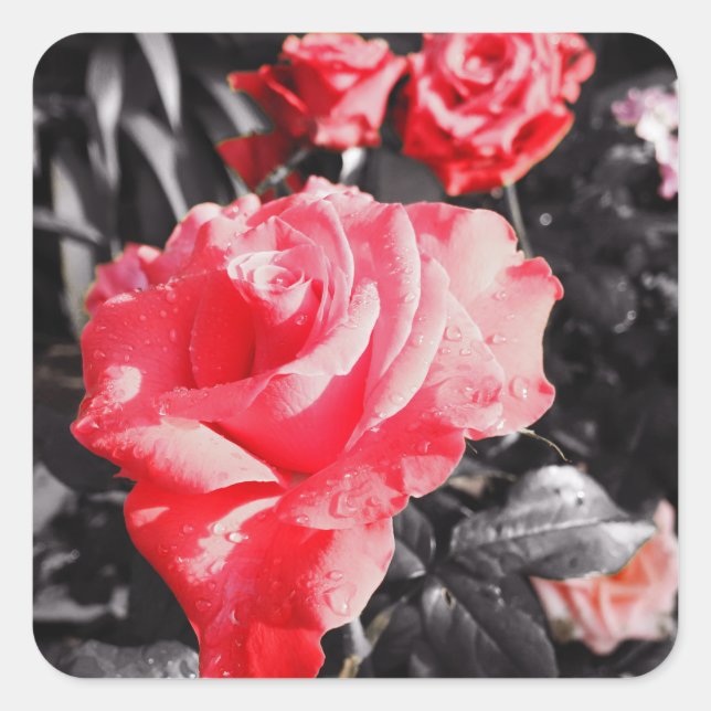 Romantic Red Roses Square Sticker (Front)