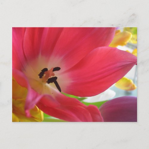 Romantic Red Tulip Postcard