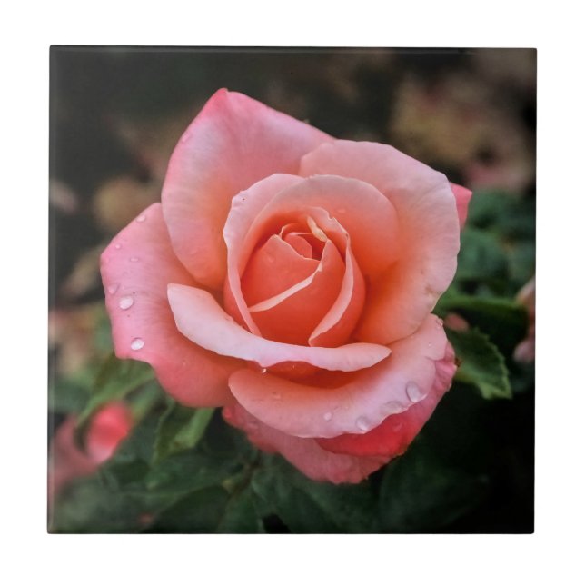 Romantic Rose Botanical Art Print Ceramic Tile (Front)