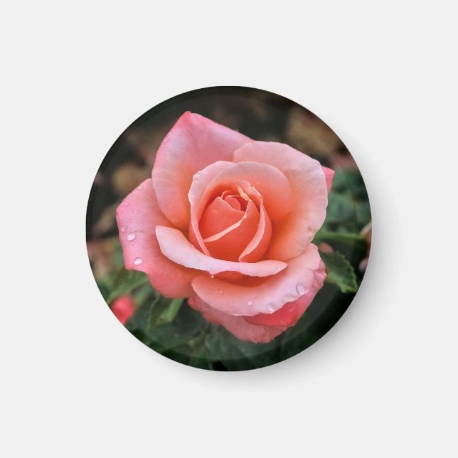 Romantic Rose Botanical Art Print Magnet (Front)
