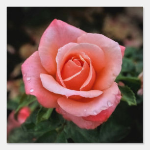 Romantic Rose Botanical Art Print Sign