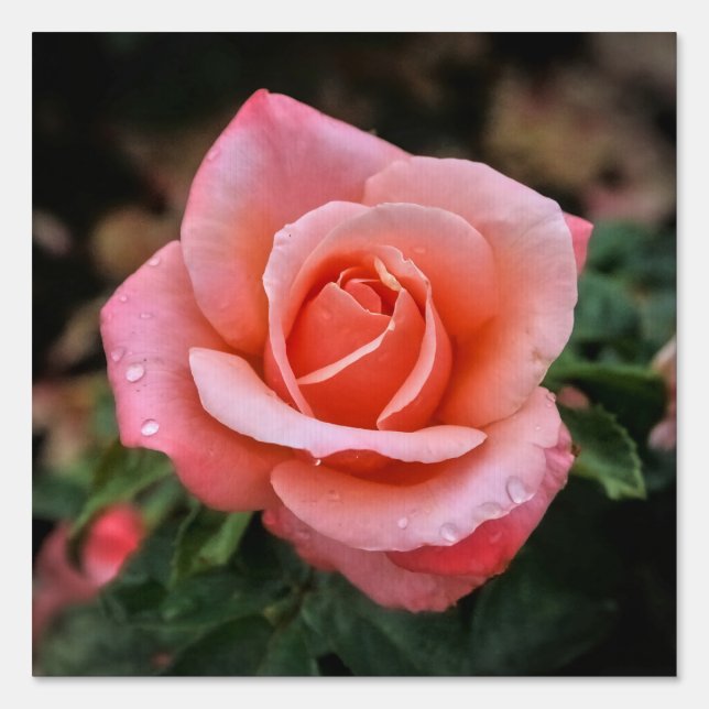 Romantic Rose Botanical Art Print Sign (Front)