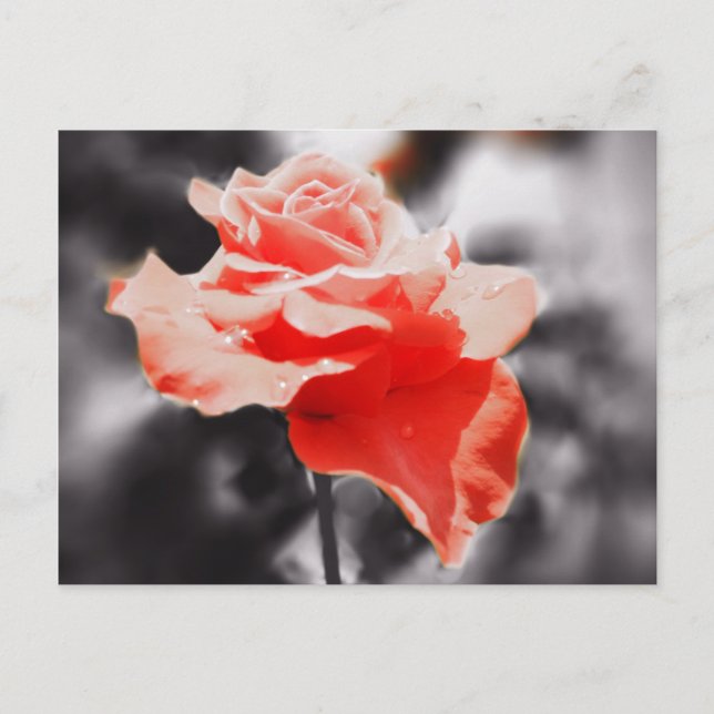 Romantic Rose Flowers #3 Postcard (Front)