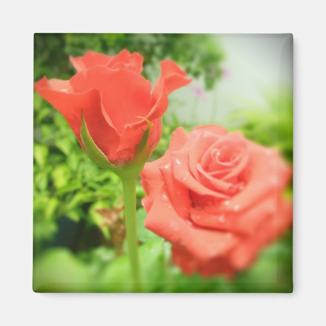 Romantic Rose Flowers Magnet (Front)