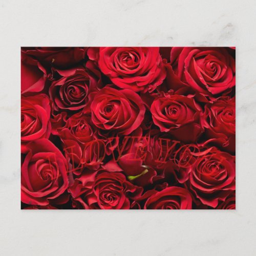 Romantic rose love valentines day postcard 