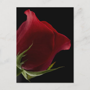 Romantic Rose Postcard