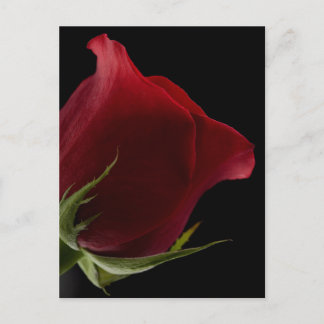 Romantic Rose Postcard