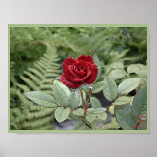 Romantic rose poster