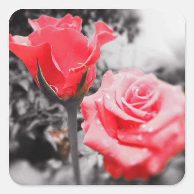 Romantic Roses Square Sticker (Front)
