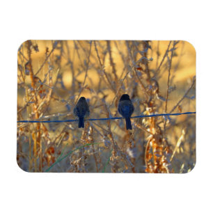 Romantic sparrow bird couple on a wire, 3" x 4" magnet