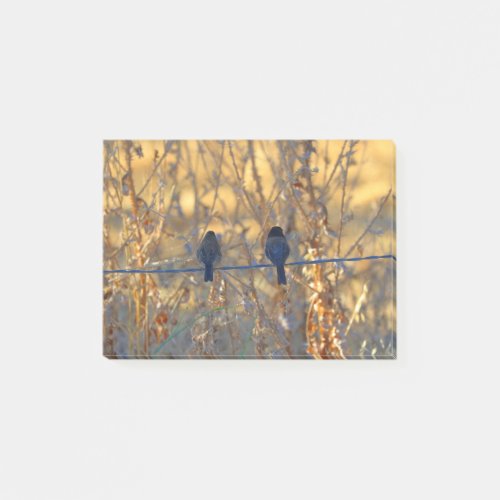 Romantic sparrow bird couple on a wire Photo Post_it Notes