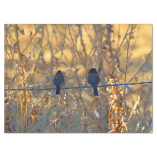 Romantic sparrow bird couple on a wire, Photo Tissue Paper