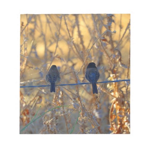Romantic sparrow bird couple on wire 55x6 Photo Notepad