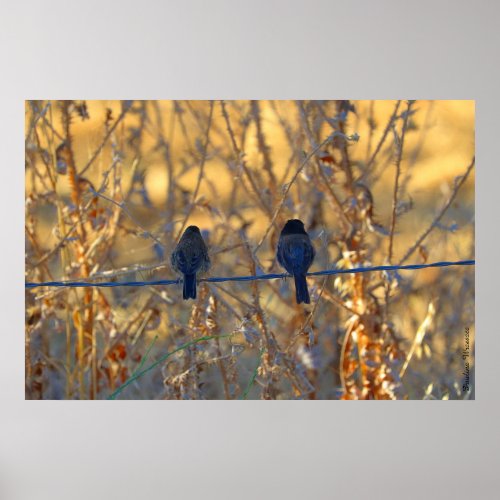 Romantic sparrow bird couple up to 36x24 Photo Poster