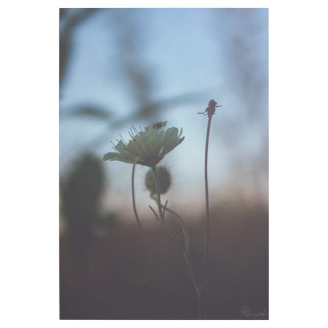 Romantic Trees & Flowers – Botanical Fantasy Boho  Gallery Wrap (Front)