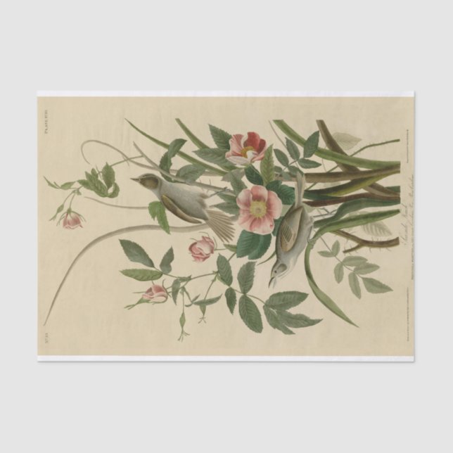 Romantic Vintage Birds and Roses Tissue Paper (Front)