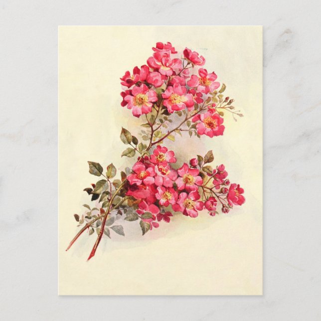 Romantic Vintage Pink Roses Postcard (Front)