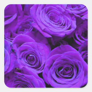 romantic violet purple roses, pretty rose bouquet square sticker