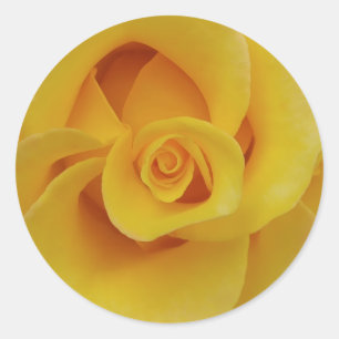 Romantic Yellow Rose Petals Classic Round Sticker