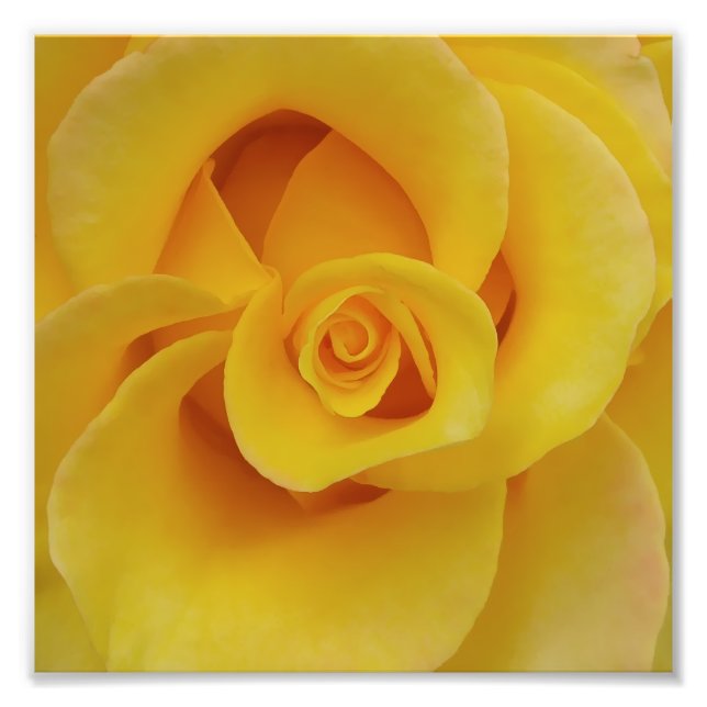 Romantic Yellow Rose Petals Photo Print (Front)