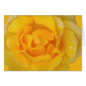 Romantic Yellow Rose Water Drops (Front Horizontal)