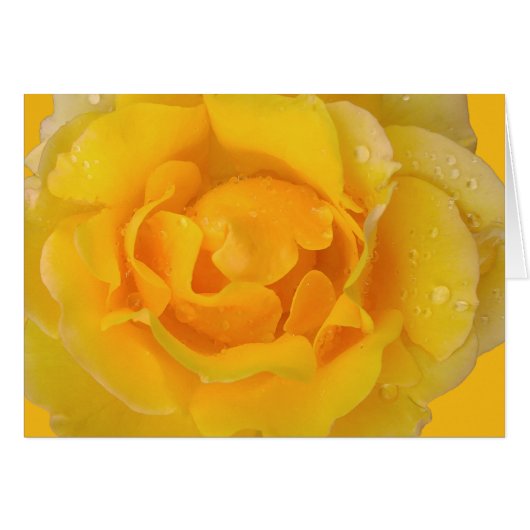 Romantic Yellow Rose Water Drops Cards (Front Horizontal)