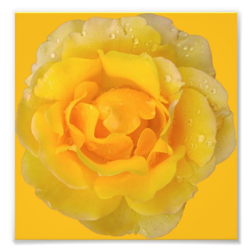 Romantic Yellow Rose Water Drops Photo Print