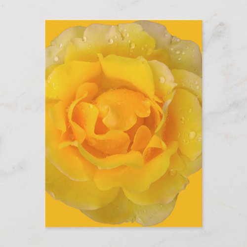 Romantic Yellow Rose Water Drops Postcard