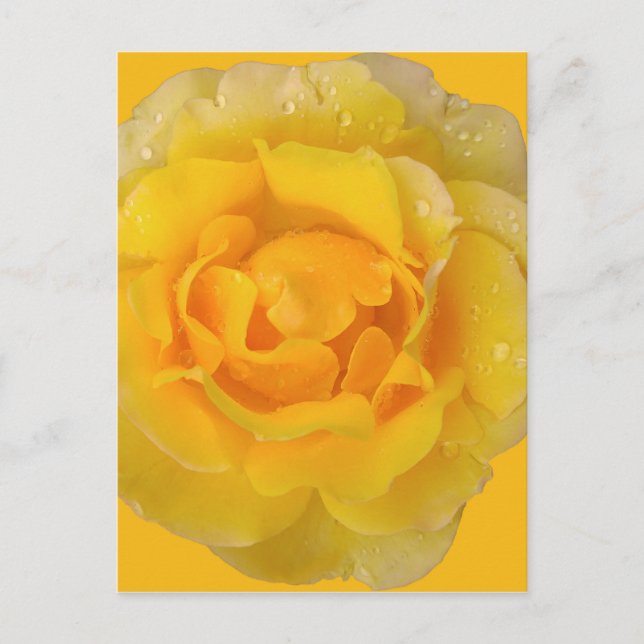 Romantic Yellow Rose Water Drops Postcard (Front)