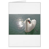 Romantischer weisser Schwan (Front)