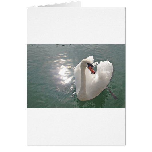 Romantischer weisser Schwan (Front)