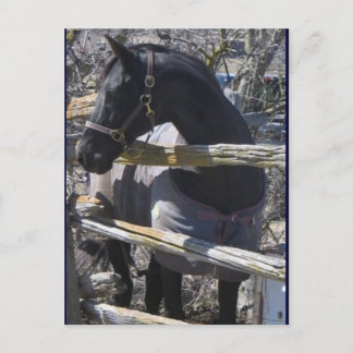 Romeo photo postcard