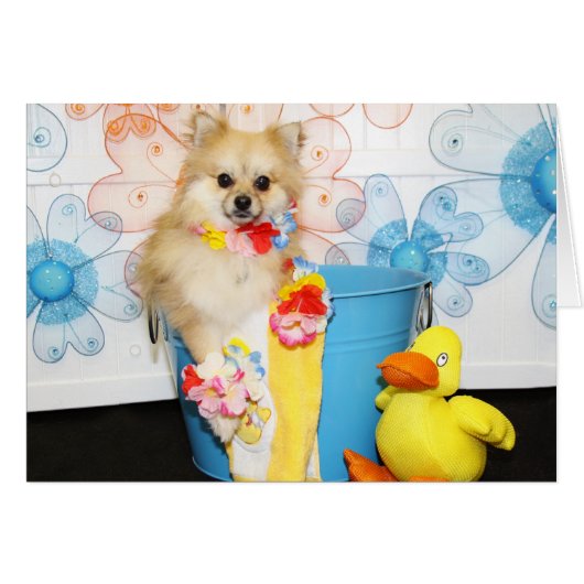 Romeo - Pomeranian -1 (Front Horizontal)