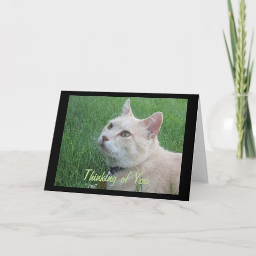 Romeo The Cat Thinking of You Greeting Card