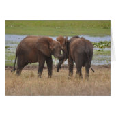 Romping Around (Front Horizontal)