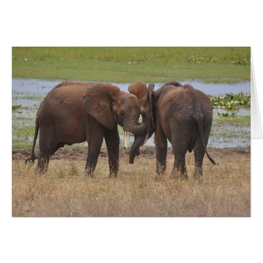 Romping Around (Front Horizontal)