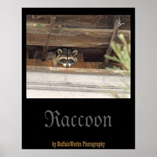 Roofie Raccoon Poster