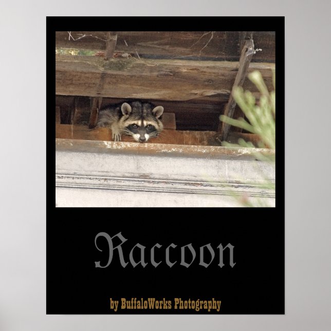 Roofie Raccoon Poster (Front)