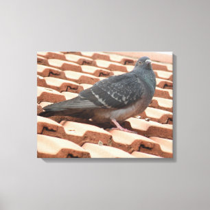 Rooftop Pigeon Canvas Print